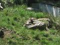 Zoo Cottbus 140